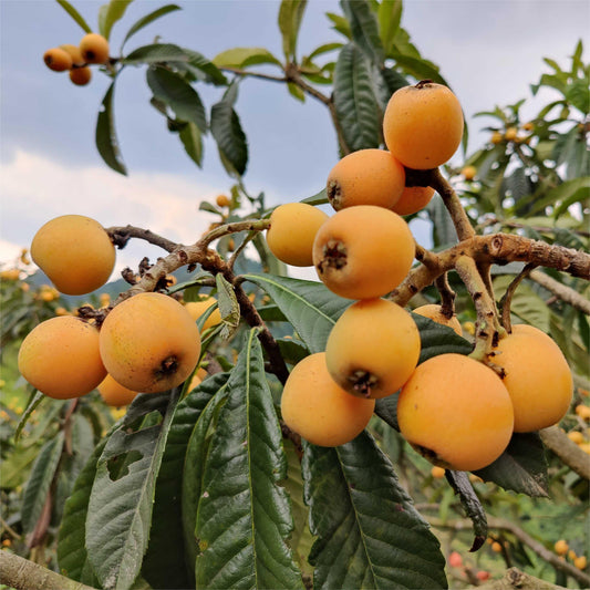 Five-star Loquat Seeds|šFlat 50% Savingš