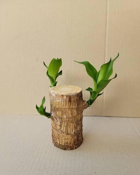 Big Size Lucky Brazil Wood Plant |š„FLAT 50% OFF SALEš„
