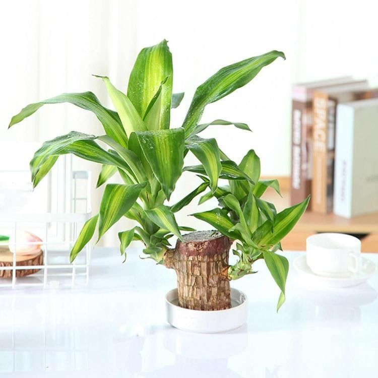 Big Size Lucky Brazil Wood Plant |š„FLAT 50% OFF SALEš„