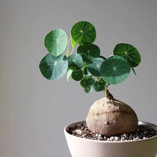 Stephania Erecta Plant | š„FLAT 50% OFF SALEš„