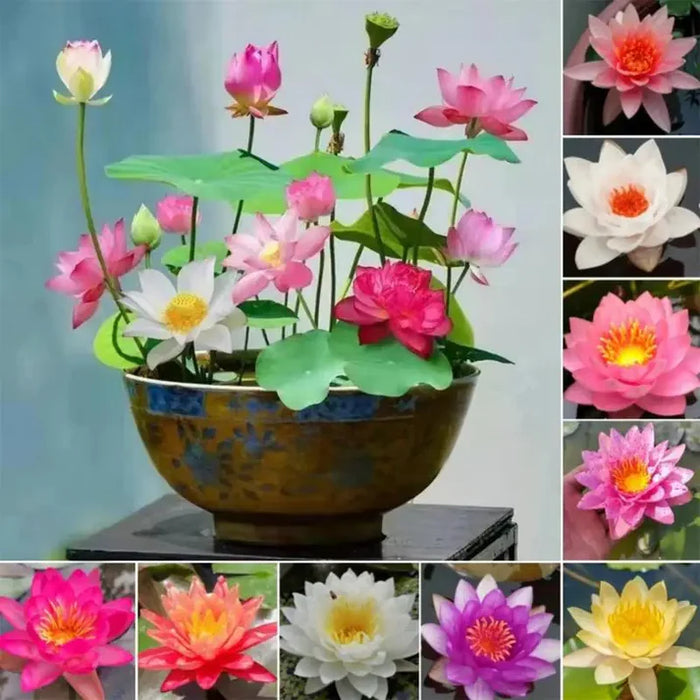 Hybrid Japanese Bonsai Lotus Seeds| š„FLAT 58% OFF SALEš„